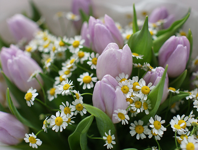 Bouquet of lavender-style tulips and chamomile photo